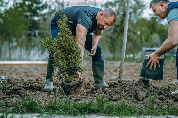 Best Leaf Removal  in Buzzards Bay, MA