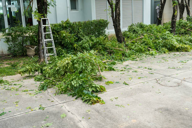 Professional Tree Removal in Buzzards Bay, MA