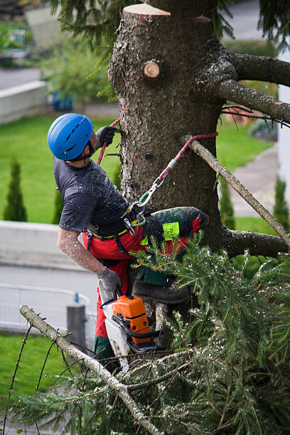 Best Tree Maintenance Programs  in Buzzards Bay, MA