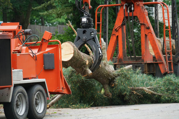 Best Firewood Processing and Delivery  in Buzzards Bay, MA