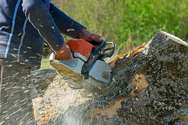 Best Tree Disease Treatment  in Buzzards Bay, MA